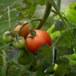 A close up of two tomatoes on a plant