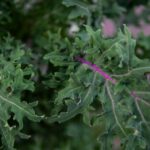a close up of a green leafy plant