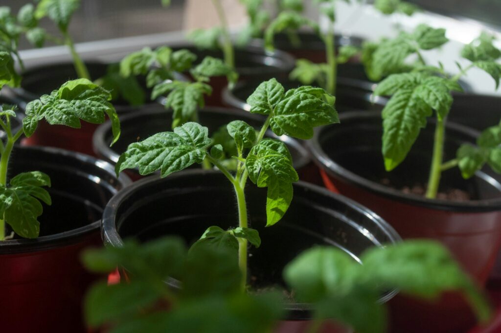 A bunch of plants that are in some pots