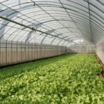 a large greenhouse filled with lots of green plants