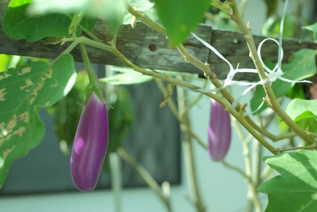 a close up of a plant with purple flowers