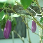 a close up of a plant with purple flowers