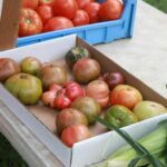 red apples on blue plastic crate