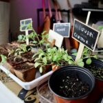 green plant on white ceramic pot