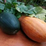 a group of vegetables on a table